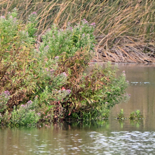 iNaturalist observation photo of marsh fleabane