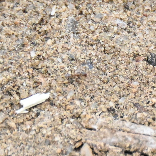 iNaturalist observation photo of Argentine Ant