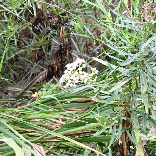 iNaturalist observation photo of mule fat