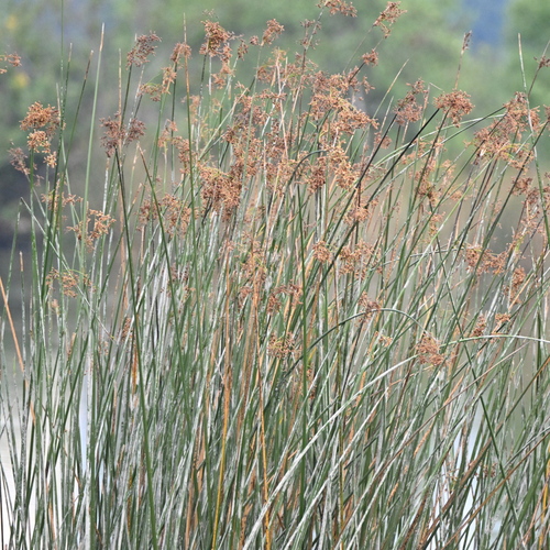 iNaturalist observation photo of California bulrush