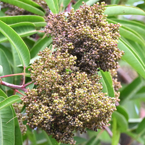 iNaturalist observation photo of laurel sumac