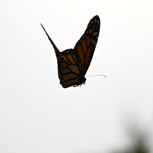 iNaturalist observation photo of Monarch
