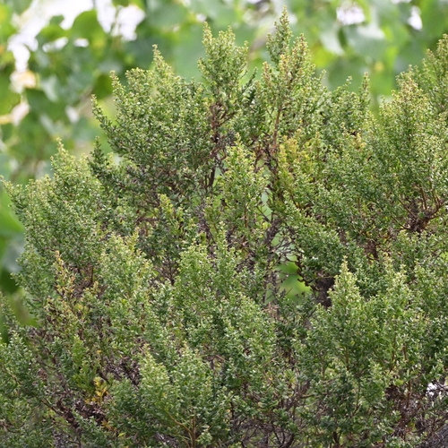 iNaturalist observation photo of coyote brush