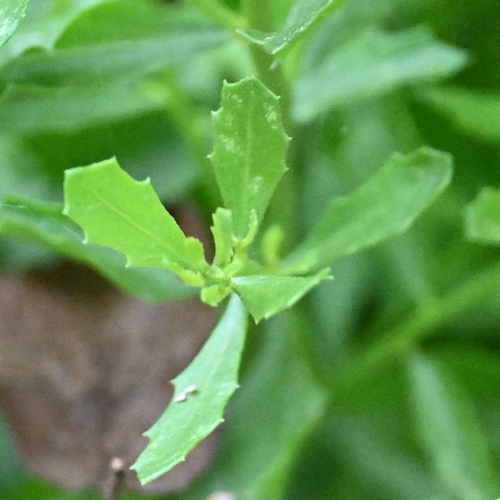 iNaturalist observation photo of coyote brush