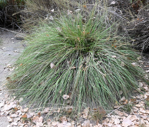 iNaturalist observation photo of grasses