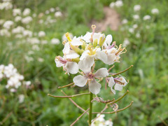 Diplotaxis erucoides