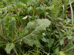 Diplotaxis erucoides