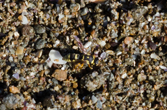 Syneuodynerus egregius