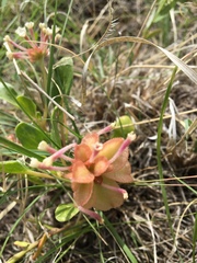 Tripterocalyx micranthus