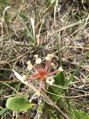 Tripterocalyx micranthus