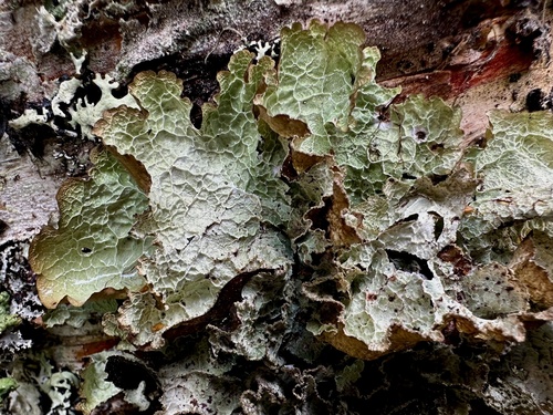 Oldgrowth Rag Lichen
