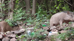 Sus scrofa cristatus