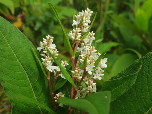 Image of Koenigia polystachya by (c) Clément Maouche, some rights reserved (CC BY)