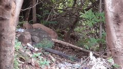 Sus scrofa cristatus