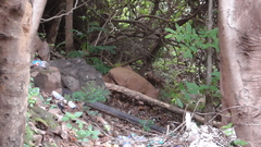 Sus scrofa cristatus