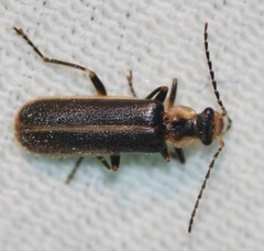 Podabrus punctulatus
