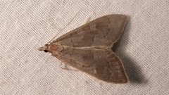 Mecyna asinalis