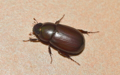 Dyscinetus laevipunctatus