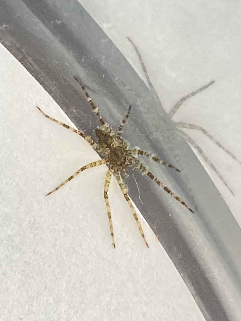 White banded Fishing Spider From Murray State University Murray KY white-banded-fishing-spider-from-murray-state-university-murray-ky