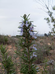 Salvia rosmarinus