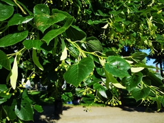 Tilia euchlora
