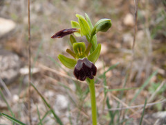 Ophrys fusca
