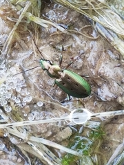 Agonum octopunctatum