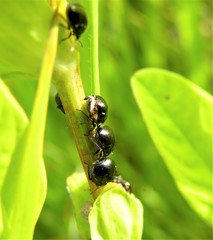 Coptosoma scutellatum