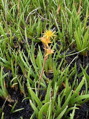 bog asphodel