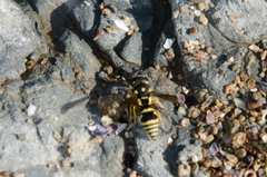 Syneuodynerus egregius