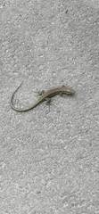 Podarcis muralis