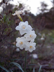 Narcissus dubius