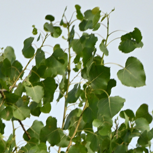 iNaturalist observation photo of Frémont Cottonwood