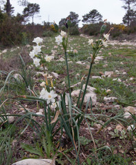 Narcissus dubius