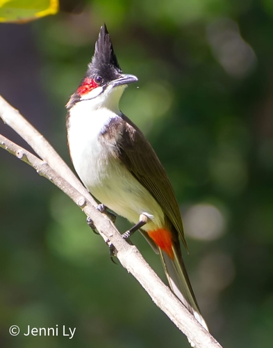 Bulbul orfeo (Pycnonotus jocosus)