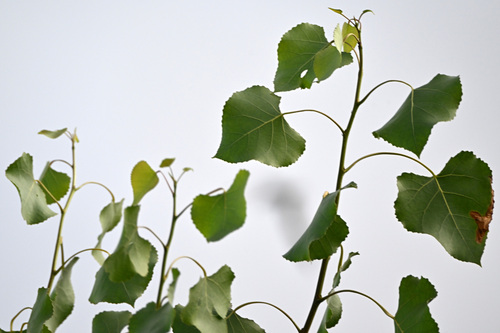 iNaturalist observation photo of Frémont Cottonwood