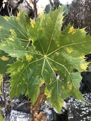 Klotzschia