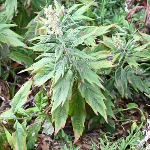 iNaturalist observation photo of California mugwort