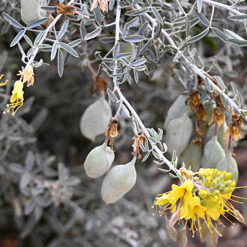 iNaturalist observation photo of Bladderpod