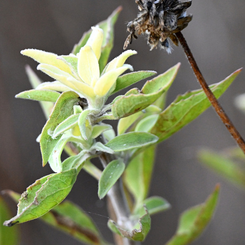iNaturalist observation photo of California brittlebush
