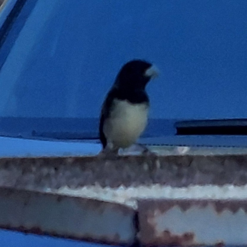 Dubois's Seedeater (Sporophila ardesiaca), photo 3