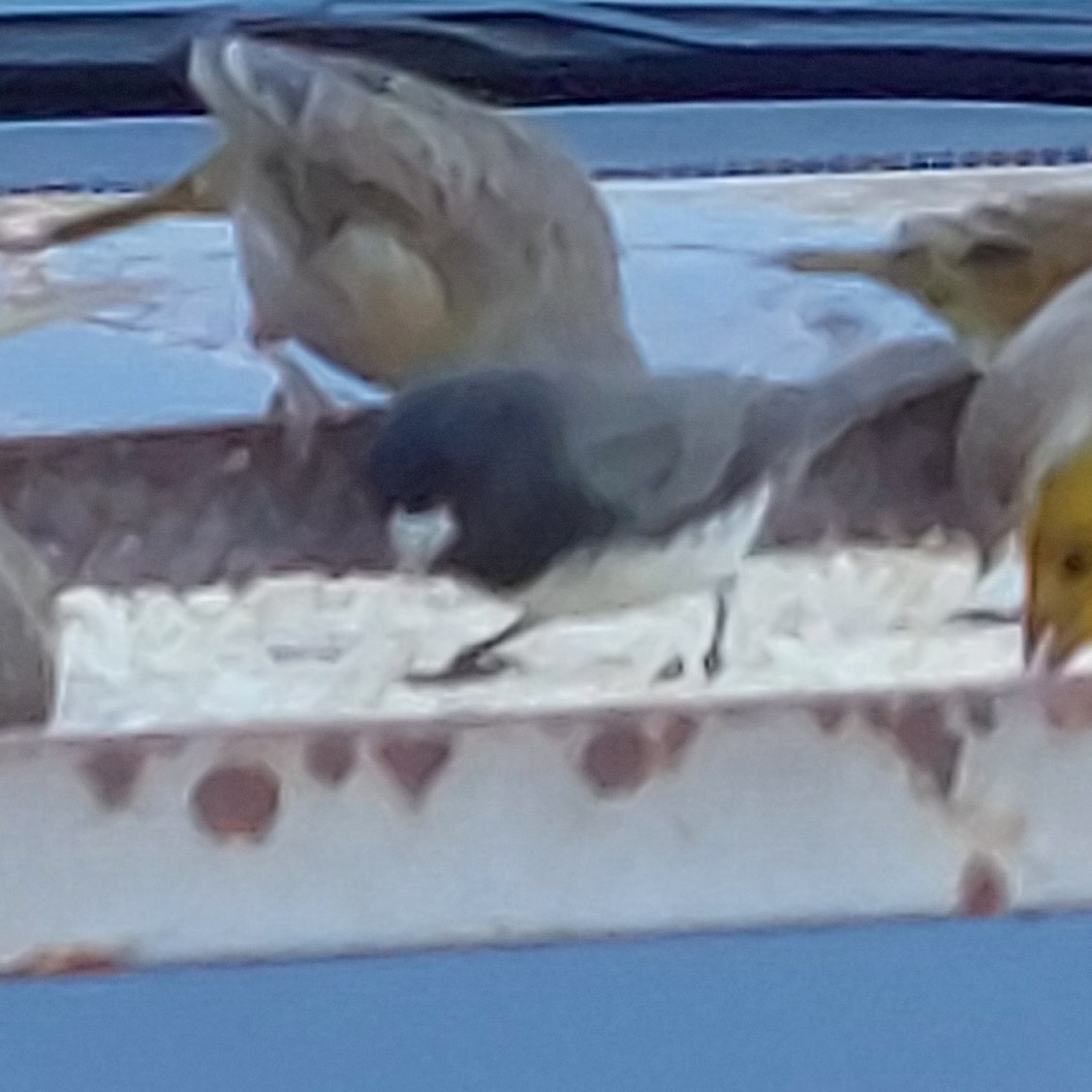 Dubois's Seedeater (Sporophila ardesiaca), photo 4