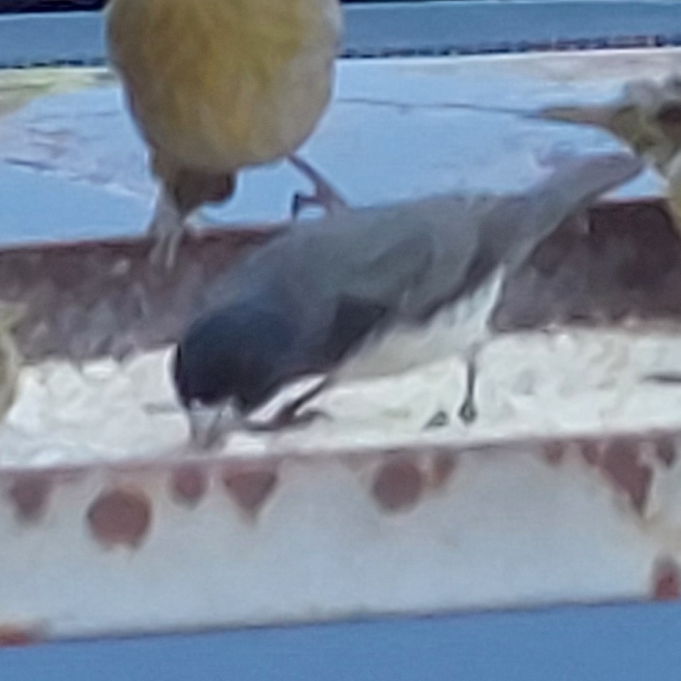 Dubois's Seedeater (Sporophila ardesiaca), photo 5