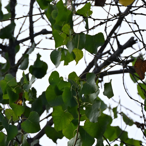 iNaturalist observation photo of Frémont Cottonwood