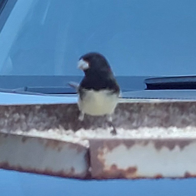 Dubois's Seedeater (Sporophila ardesiaca), photo 6