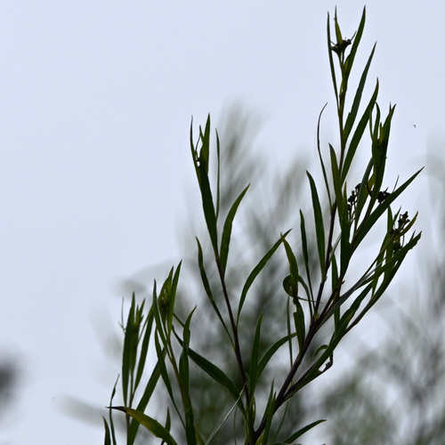 iNaturalist observation photo of mule fat