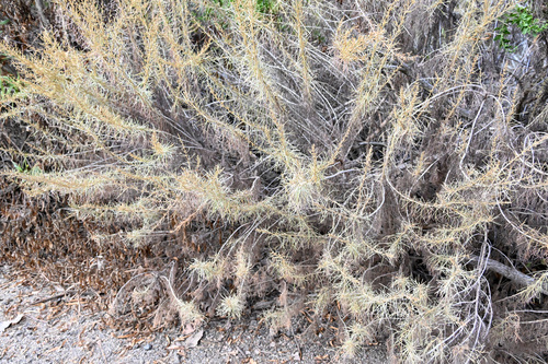 iNaturalist observation photo of California sagebrush