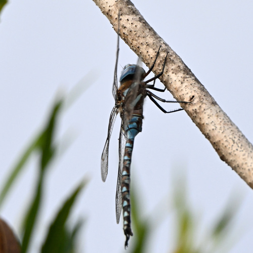 iNaturalist observation photo of Blue-eyed Darner