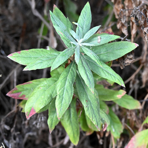 iNaturalist observation photo of California mugwort