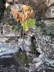 Klotzschia